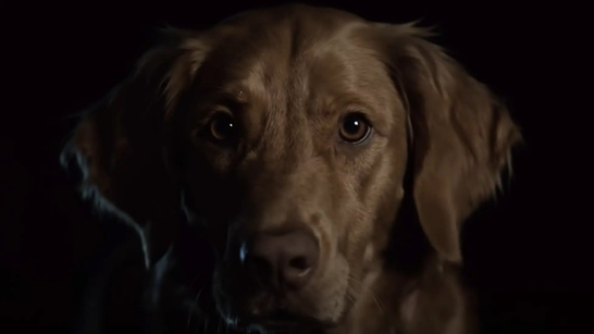 "Good Boy", el último fenómeno viral del cine de terror, llegará a los cines de la mano de Filmin
