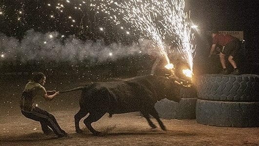 Santa Fiesta