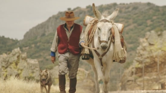 Donkeyote