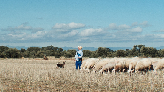 Meseta