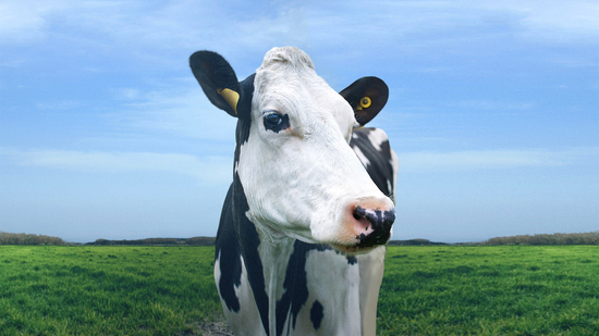 Vaca