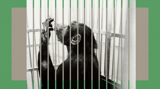 Películas, series y cortos sobre Ciclo Frederick Wiseman - Filmin