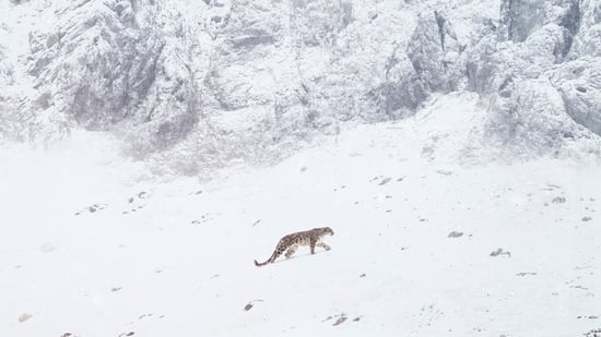 El leopardo de las nieves