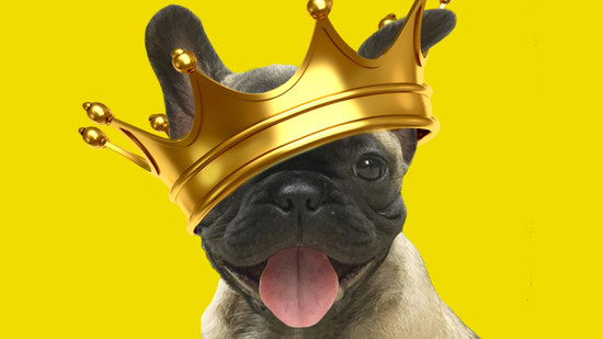 El bulldog francés