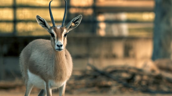 Animales, por el camino de en medio