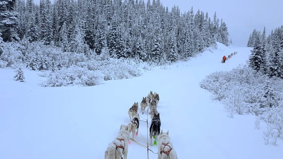 El Buscavidas y el Musher