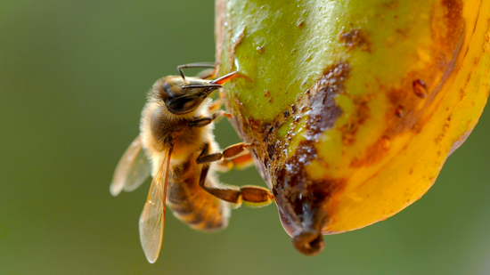 Abejas. El Mecanismo Invisible