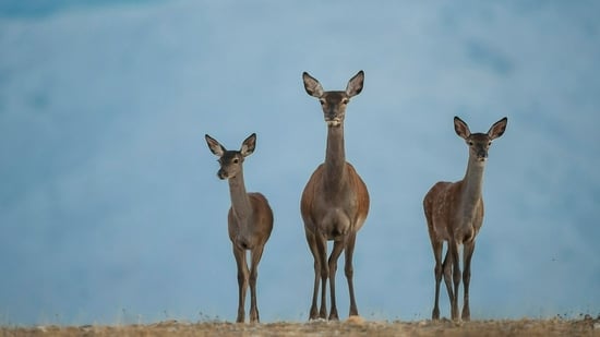 Extremadura. Paraíso Natural de Europa