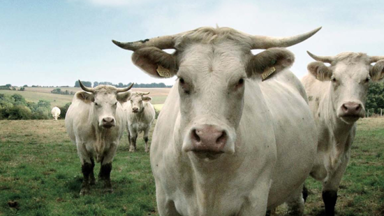 Una vida de vaca