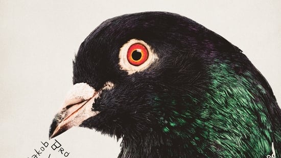 Music for Black Pidgeons