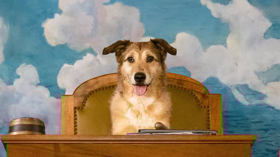El juicio del perro