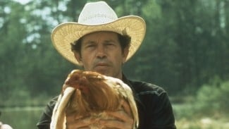 Gallos de pelea