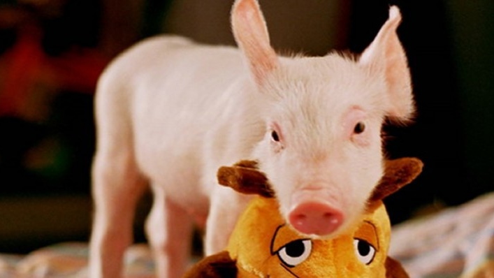 Rudy, el cerdito de carreras