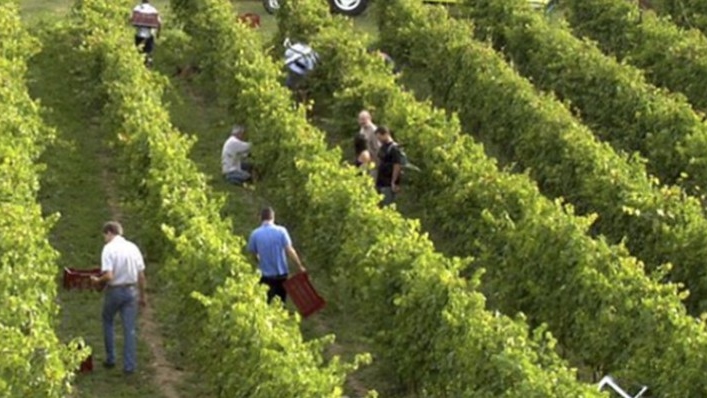 Gusto de tierra, gusto de vino
