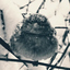 vanstanian