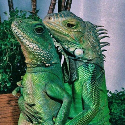 titiblancc