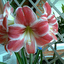 4lucia