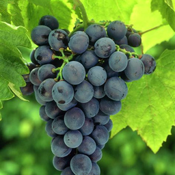 vitisvinifera