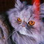 jodiethecat