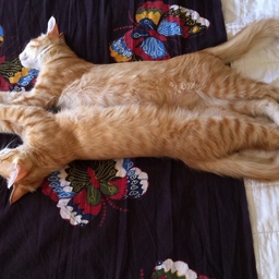 vadimandboris