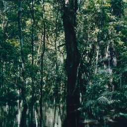 irmagonco