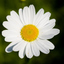 dafnealsol95